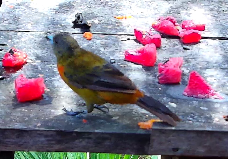 Crimson-backed Tanager