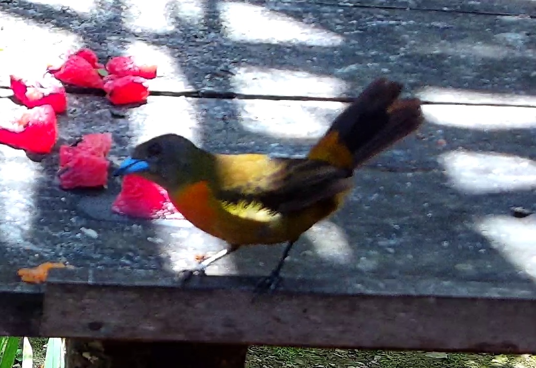 Flame-rumped Tanager