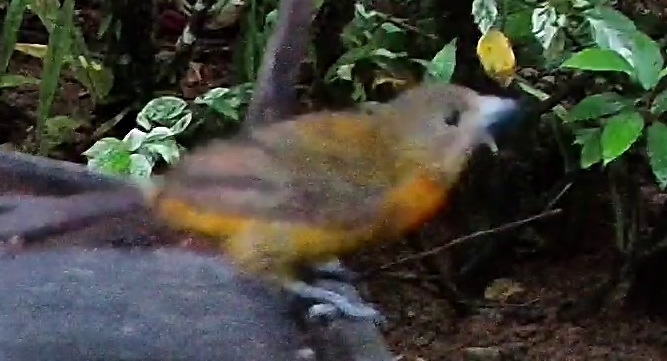 Flame-rumped Tanager