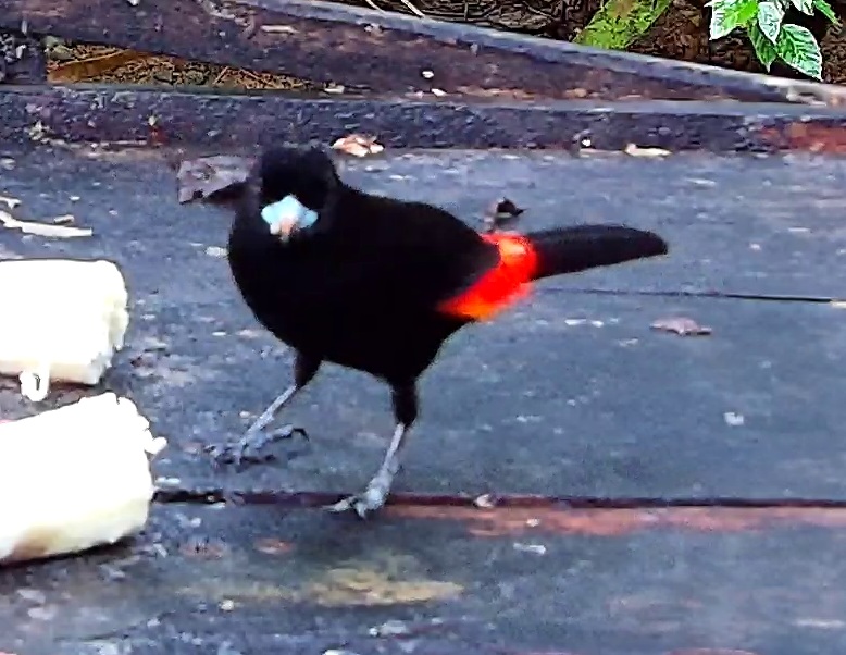 Scarlet-rumped Tanager
