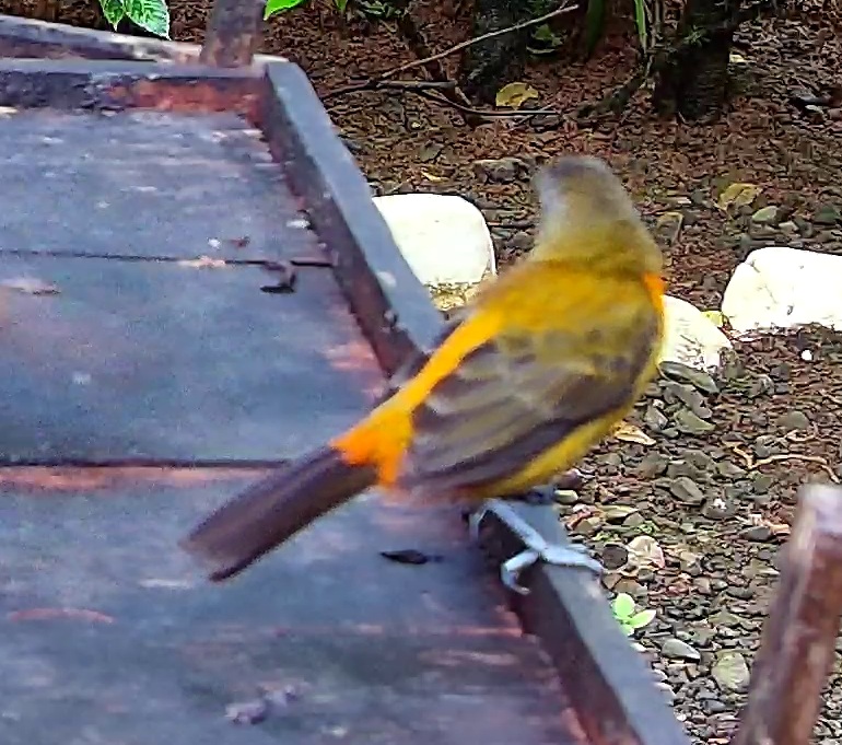 Scarlet-rumped Tanager
