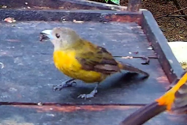 Flame-rumped Tanager
