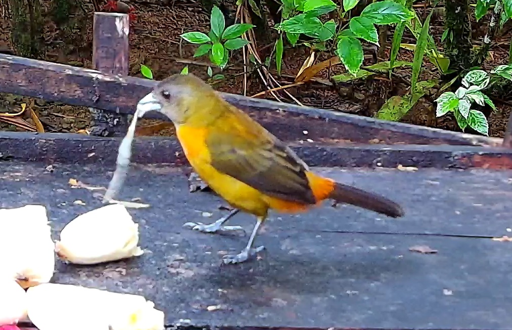 Flame-rumped Tanager