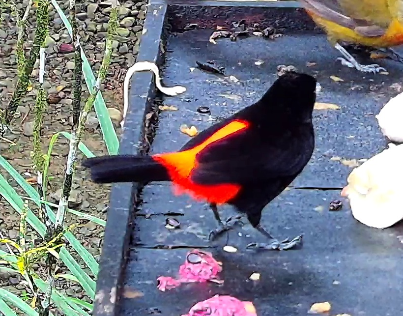Scarlet-rumped Tanager