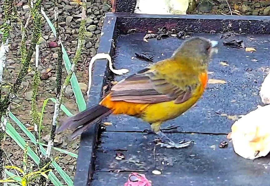 Flame-rumped Tanager
