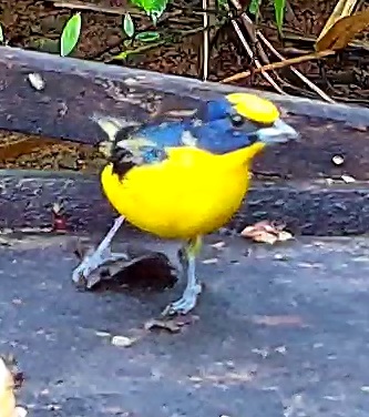 Thick-billed Euphonia