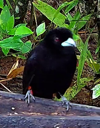 Flame-rumped Tanager