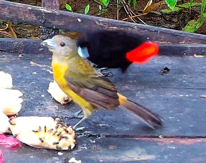 Flame-rumped Tanager