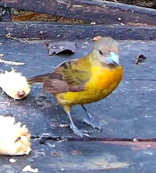 Flame-rumped Tanager