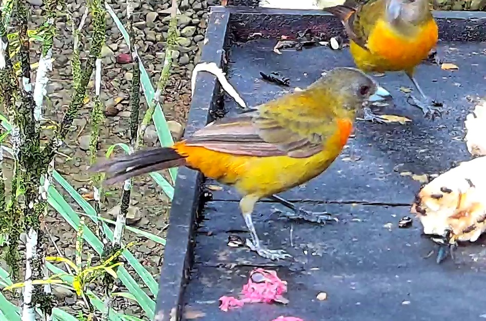 Flame-rumped Tanager