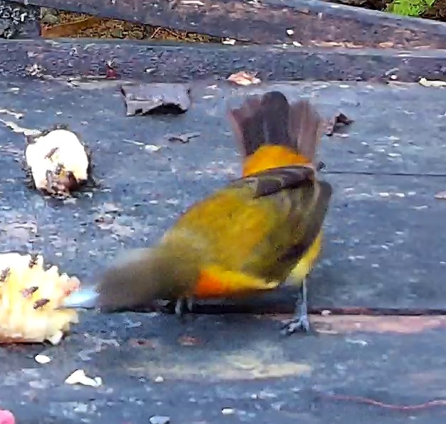 Flame-rumped Tanager