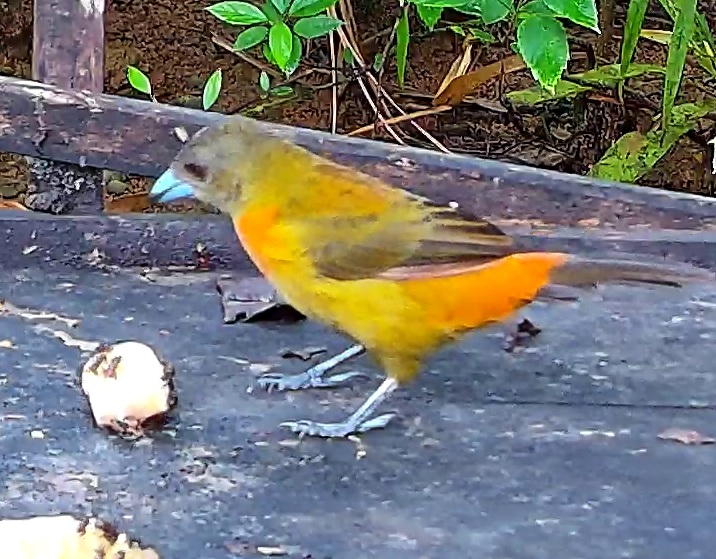 Flame-rumped Tanager