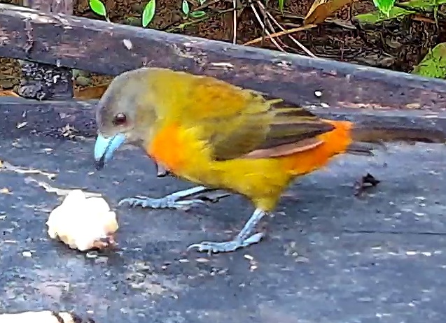 Flame-rumped Tanager