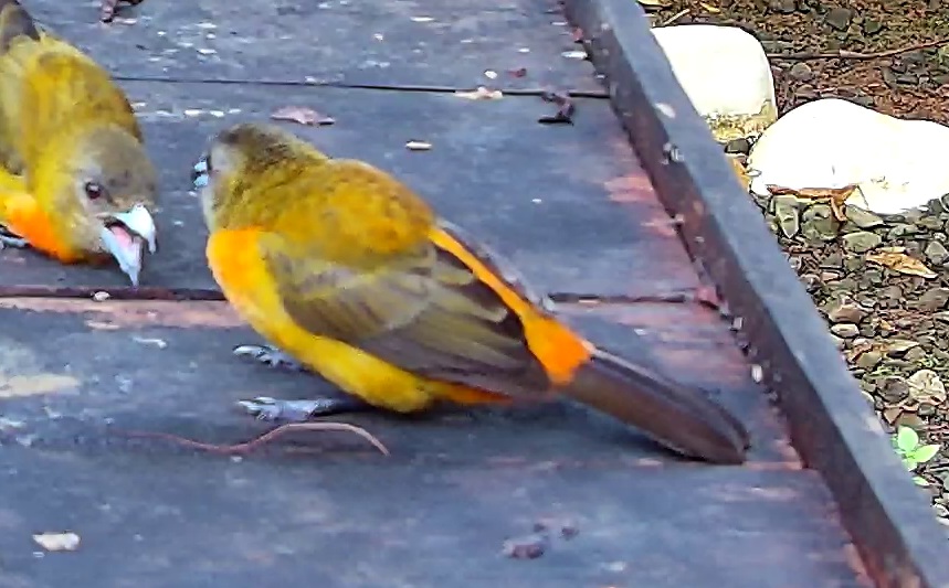 Flame-rumped Tanager