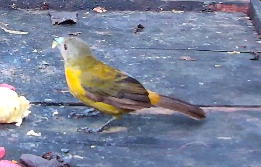 Crimson-backed Tanager
