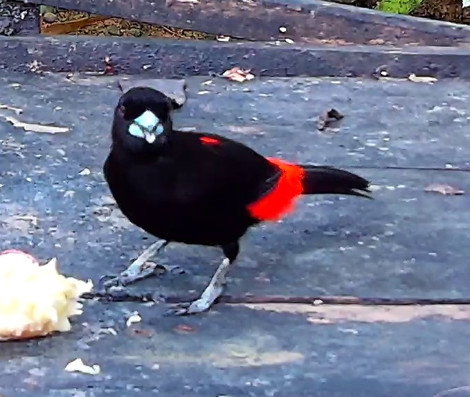 Passerini's Tanager