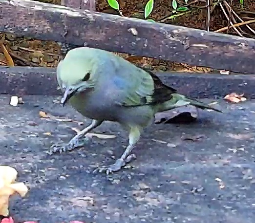 Blue-gray Tanager