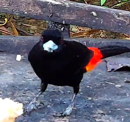 Cherrie's tanager