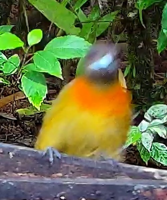 Tanager