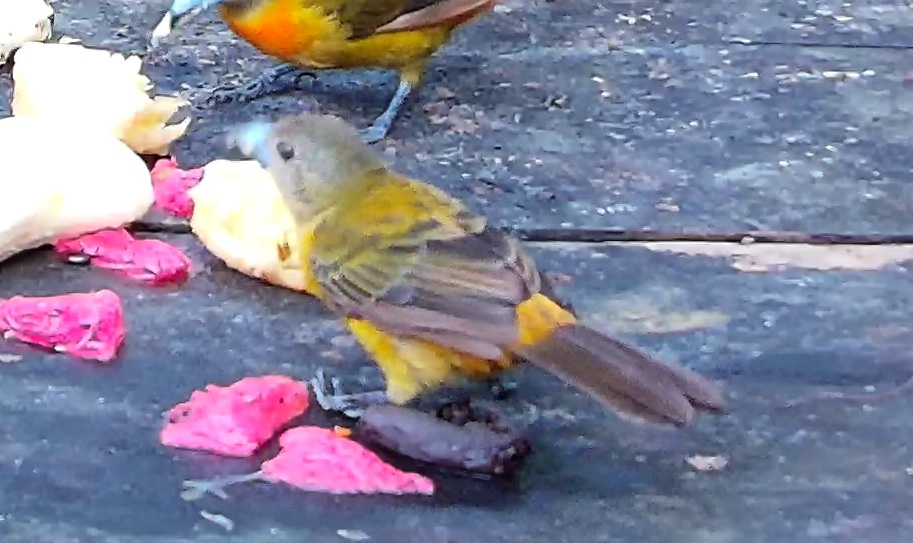 Flame-rumped Tanager