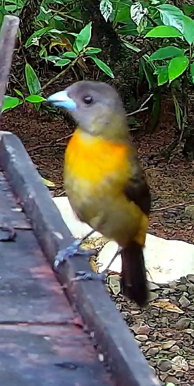 Flame-rumped Tanager
