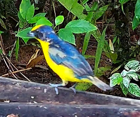 Thick-billed Euphonia