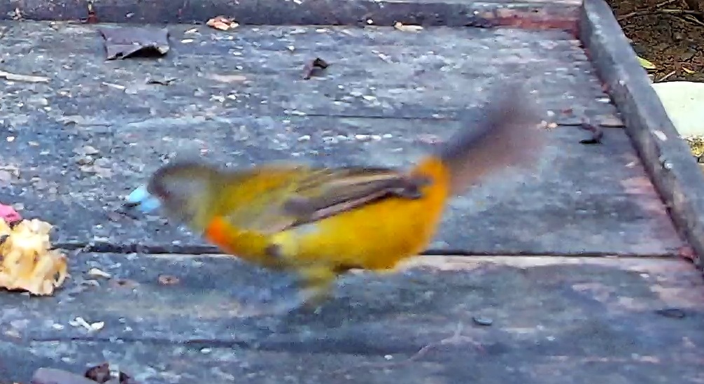 Flame-rumped Tanager