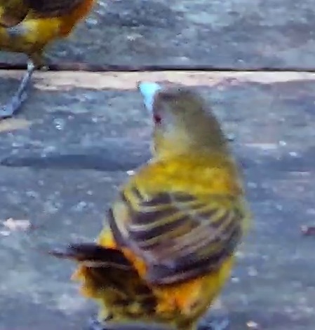 Flame-rumped Tanager
