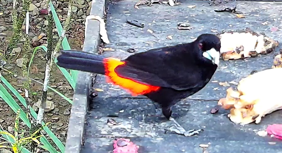 Scarlet-rumped Tanager