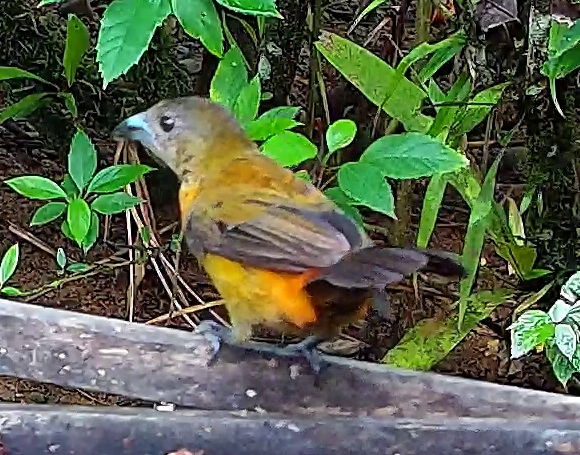 Flame-rumped Tanager