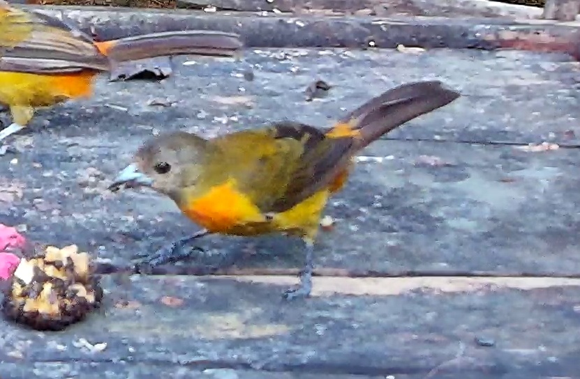 Flame-rumped Tanager