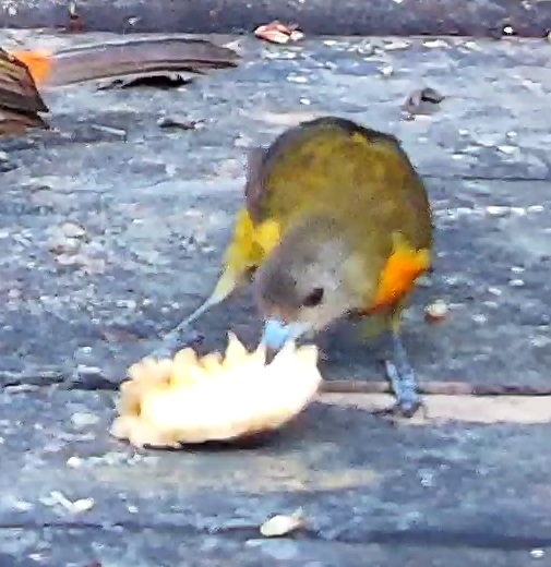 Euphonia