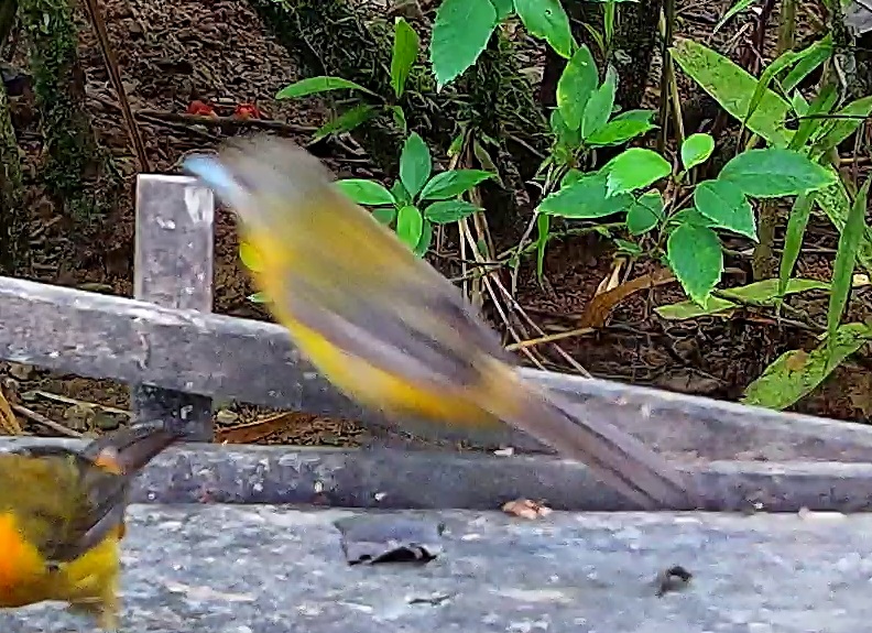 Passerini's Tanager