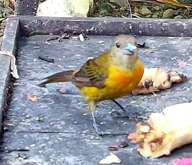 Flame-rumped Tanager