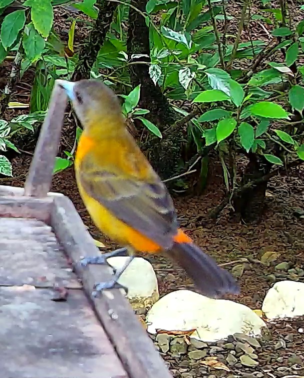 Flame-rumped Tanager
