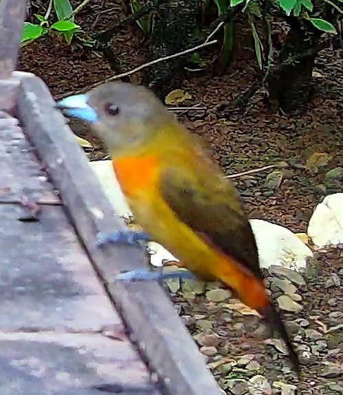Flame-rumped Tanager