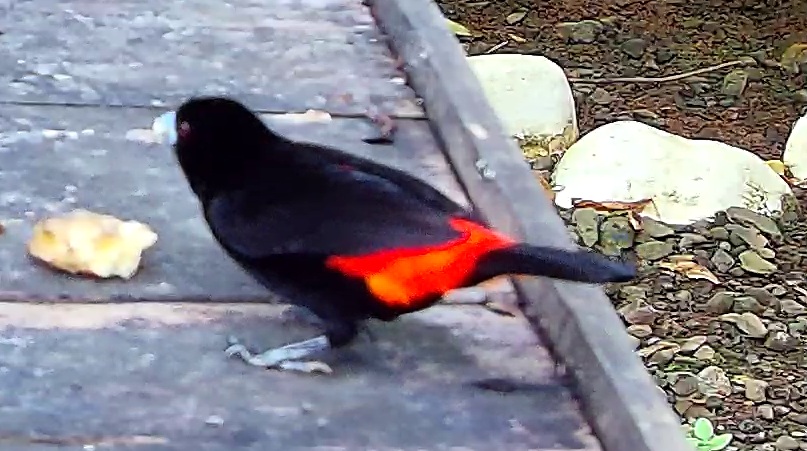 Cherrie's Tanager