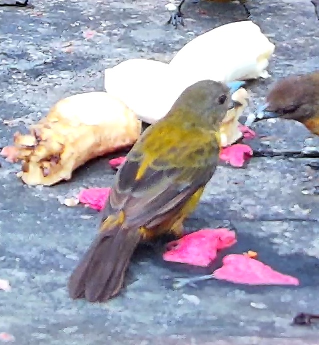 Flame-rumped Tanager