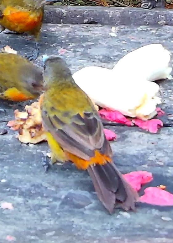 Cherrie's tanager