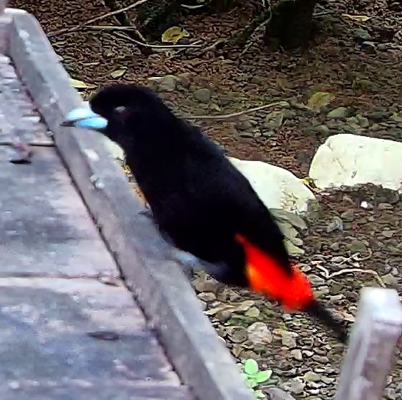 Scarlet-rumped Tanager