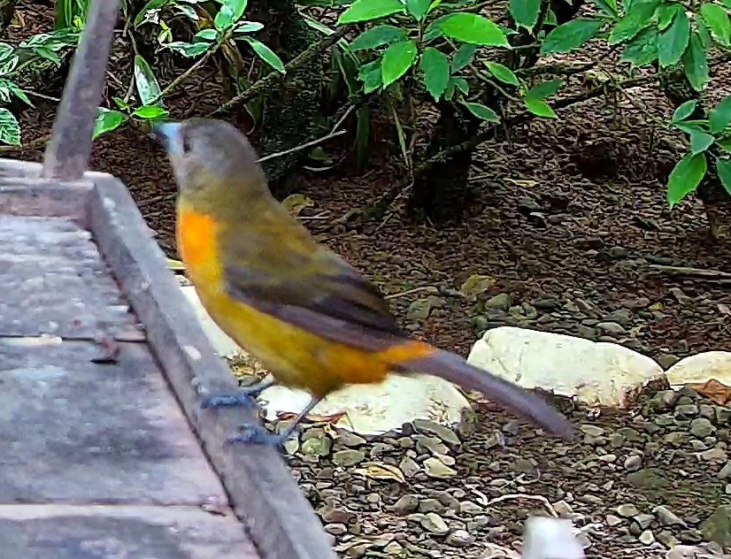 Flame-rumped Tanager