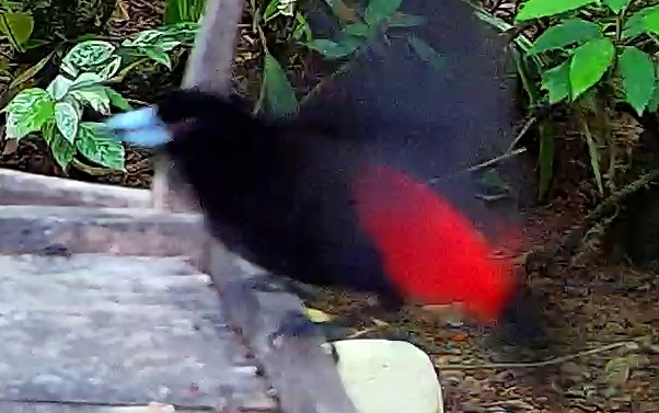 Scarlet-rumped Tanager