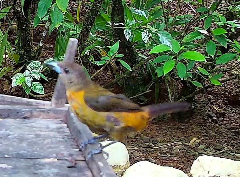 Flame-rumped Tanager