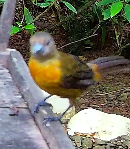 Cherrie's tanager