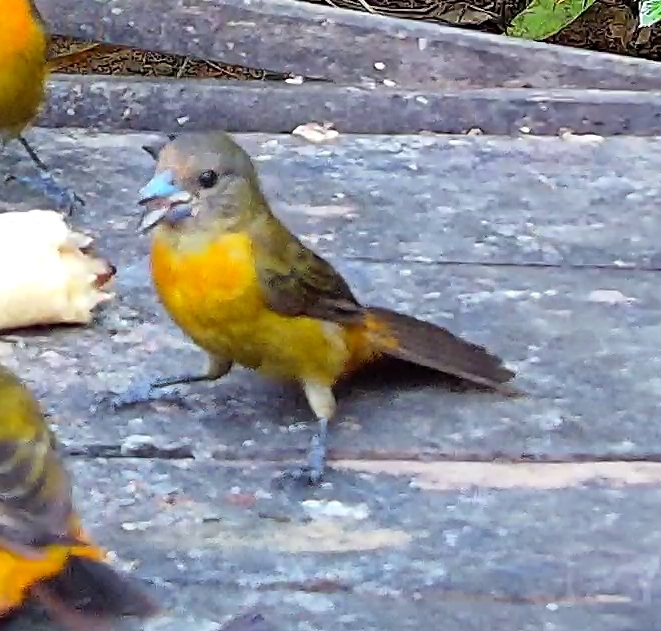 Flame-rumped Tanager