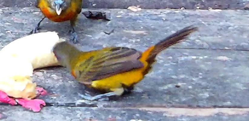 Flame-rumped Tanager