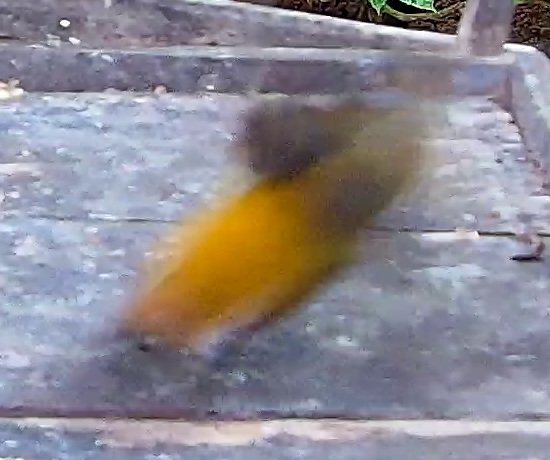 Flame-rumped Tanager