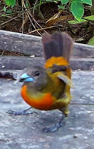 Scarlet-rumped Tanager