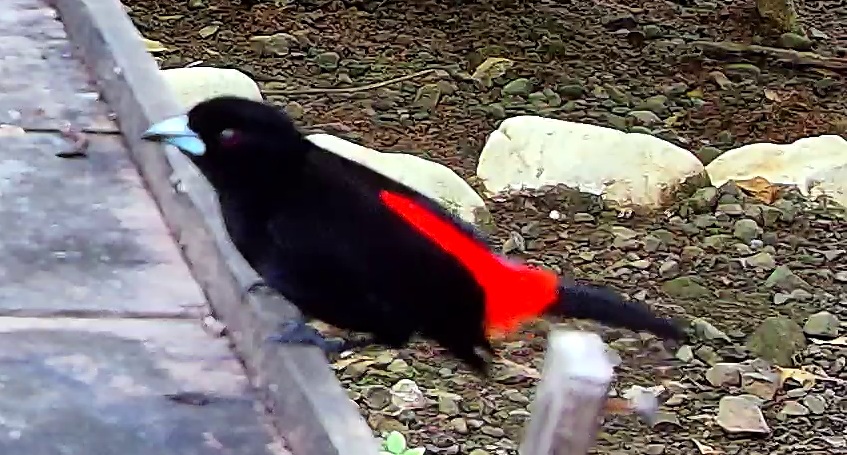 Passerini's tanager