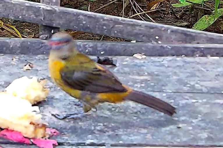 Crimson-backed Tanager